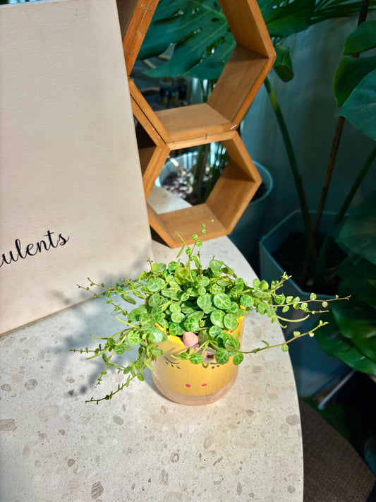 Peperomia Prostrata in Shy Cat Pot 😽