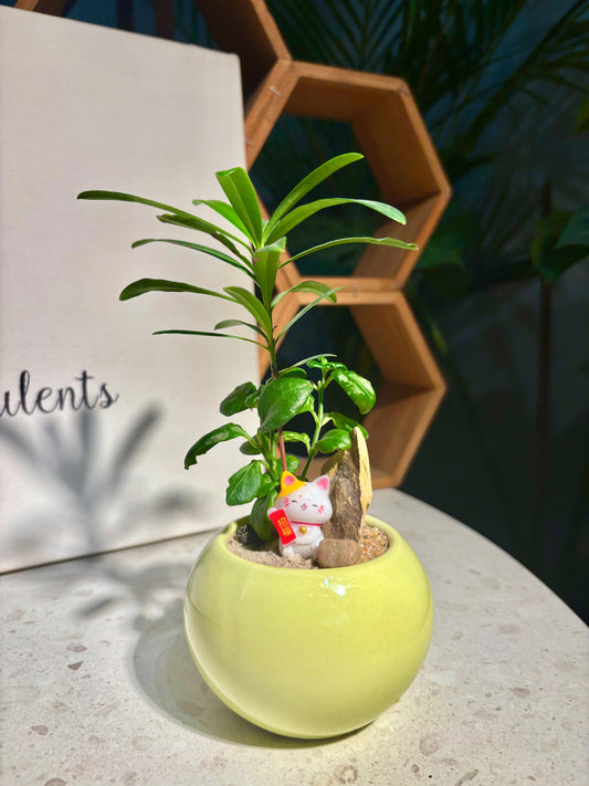 Podocarpus Seedlings & Coprosma Repens Arrangement in Yellow Pot 💛