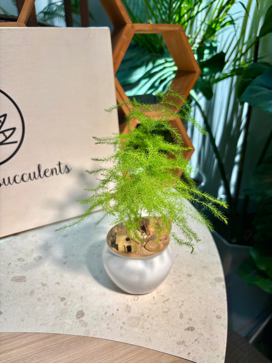 Asparagus Setaceus in White House Pot π