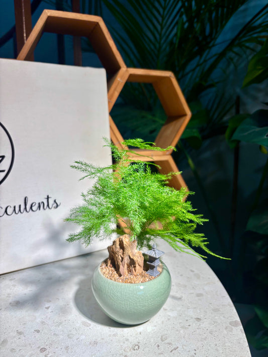 Asparagus Setaceus in Soft Green Pot 🍏