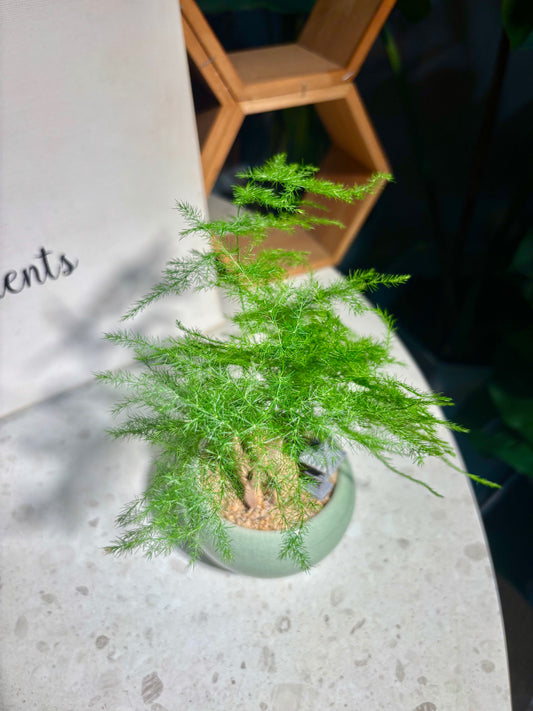 Asparagus Setaceus in Soft Green Pot 🍏