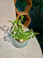 Ficus Pumila & Podocarpus Seedlings Arrangement in Ceramic Pot 😻