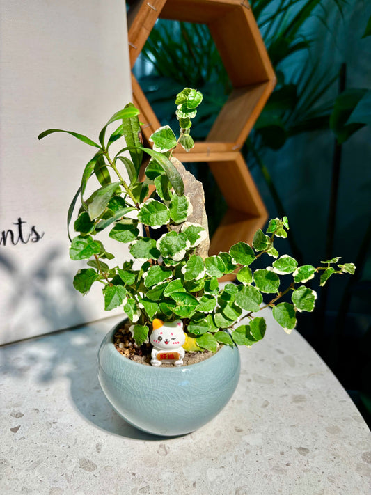 Ficus Pumila & Podocarpus Seedlings Arrangement in Ceramic Pot 😻