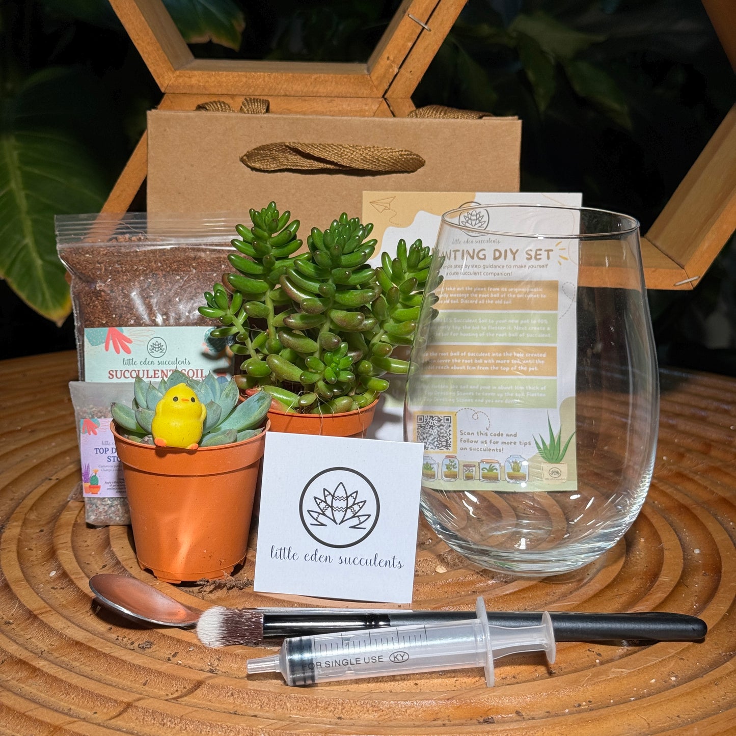 Tall Glass Succulent Terrarium (S) DIY Kit