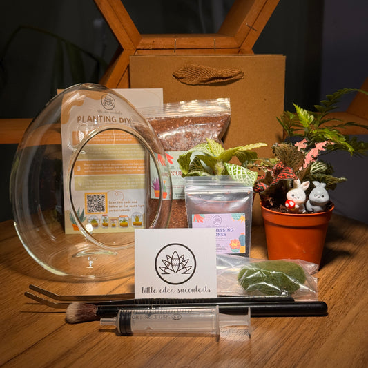 Eggette Glass Indoor Plant Terrarium (M) DIY Kit