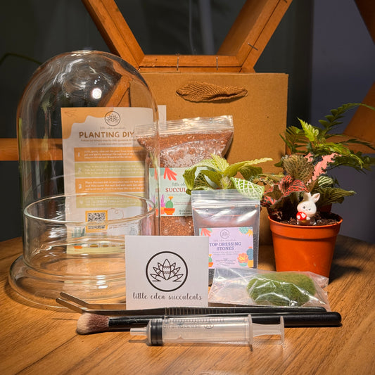 A DIY indoor plant terrarium kit, including a bell glass container, various plants such as fittonia, fern and a moss, a figurine, a watering syringe, and paper bag