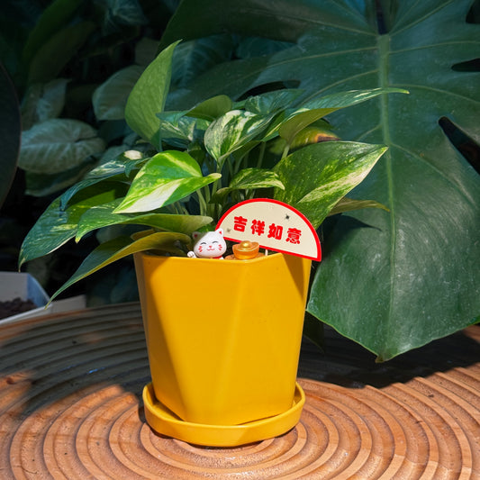 Chinese New Year Exclusive: Indoor Plant in Good Luck Yellow Pot