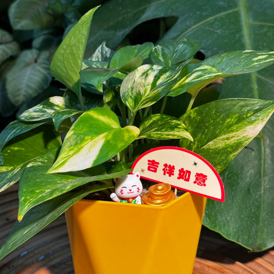 Chinese New Year Exclusive: Indoor Plant in Good Luck Yellow Pot