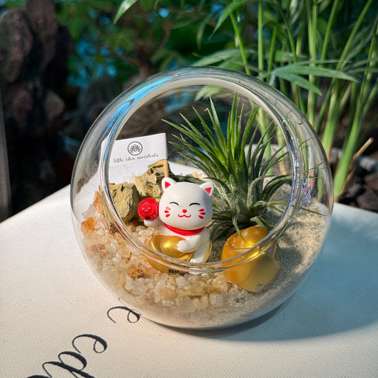 Airplant in Round Glass