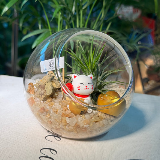 Airplant in Round Glass