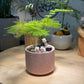 Asparagus Fern in Pink Pot