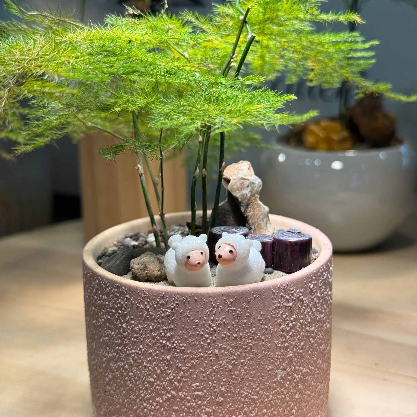 Asparagus Fern in Pink Pot