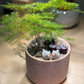 Asparagus Fern in Pink Pot