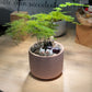 Asparagus Fern in Pink Pot