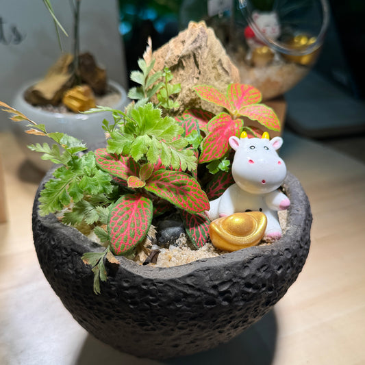 Fittonia and Fern Arrangement in Zen Black Pot