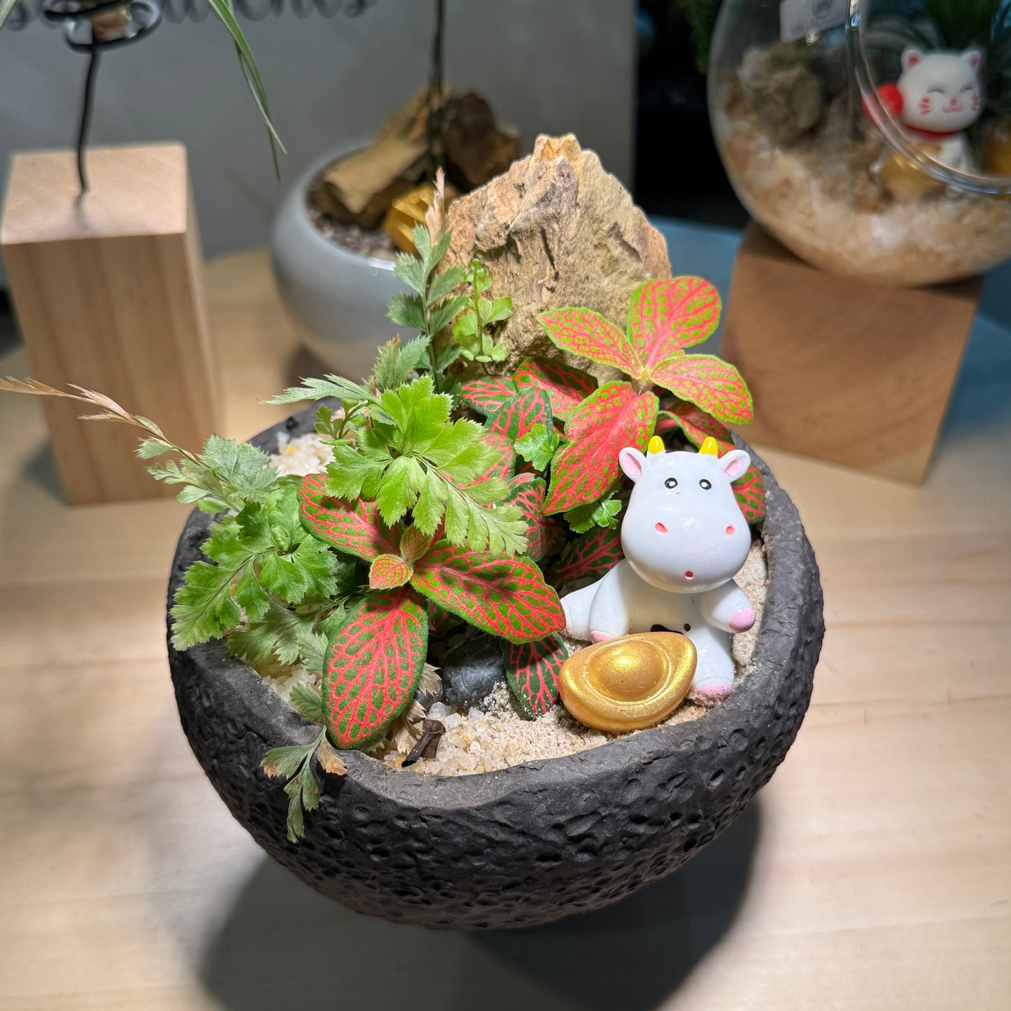 Prosperity Fern and Fittonia Arrangement in Black Zen Pot