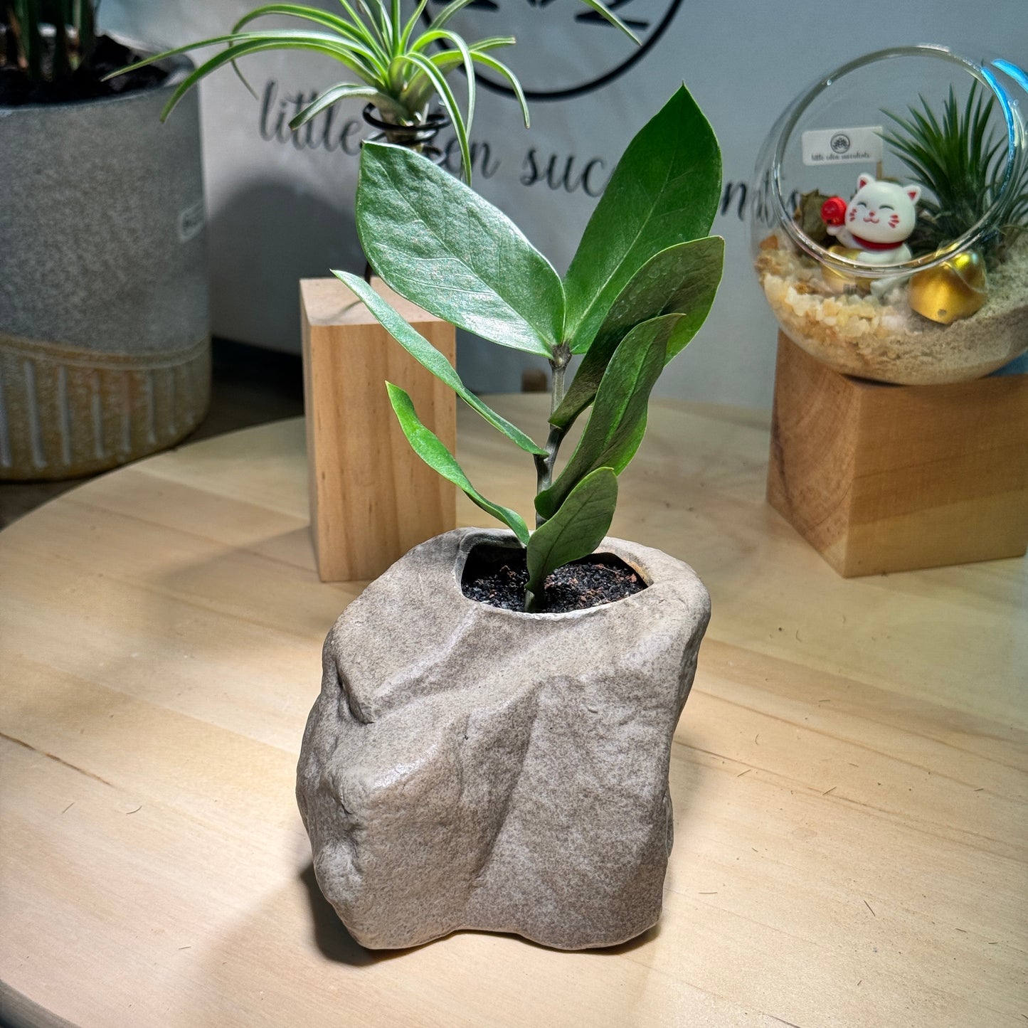 Zz Plant in Rock Style Pot