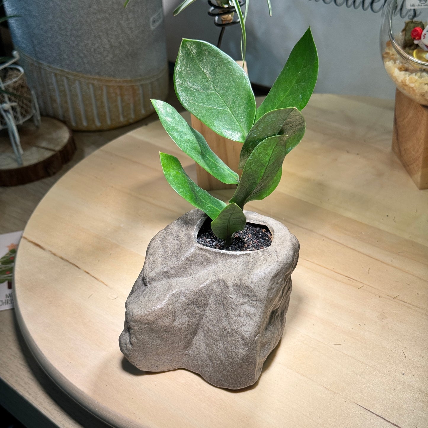 Zz Plant in Rock Style Pot