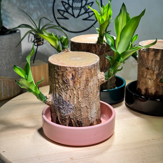 Dracaena with Base Plate