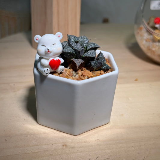 Harwothia in White Ceramic Pot