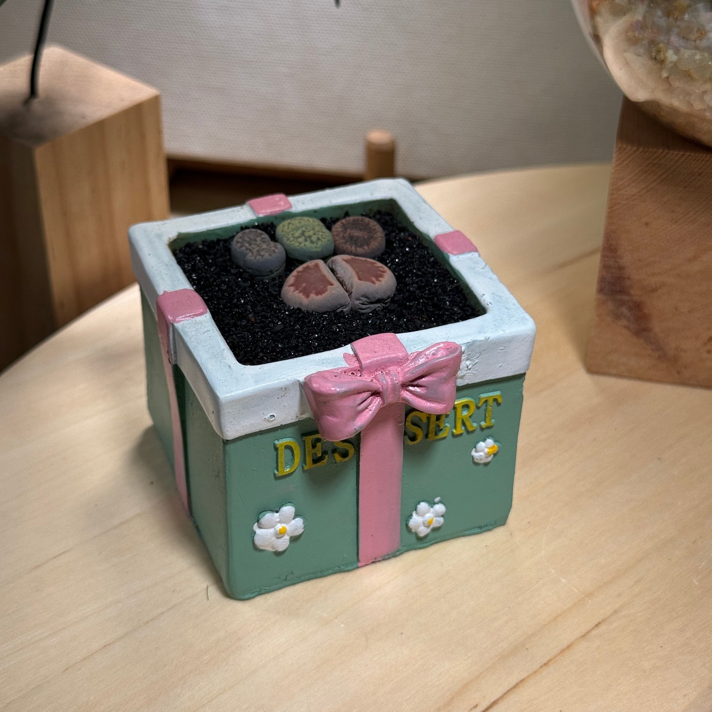 Lithops in Gift-Themed Decorative Pot