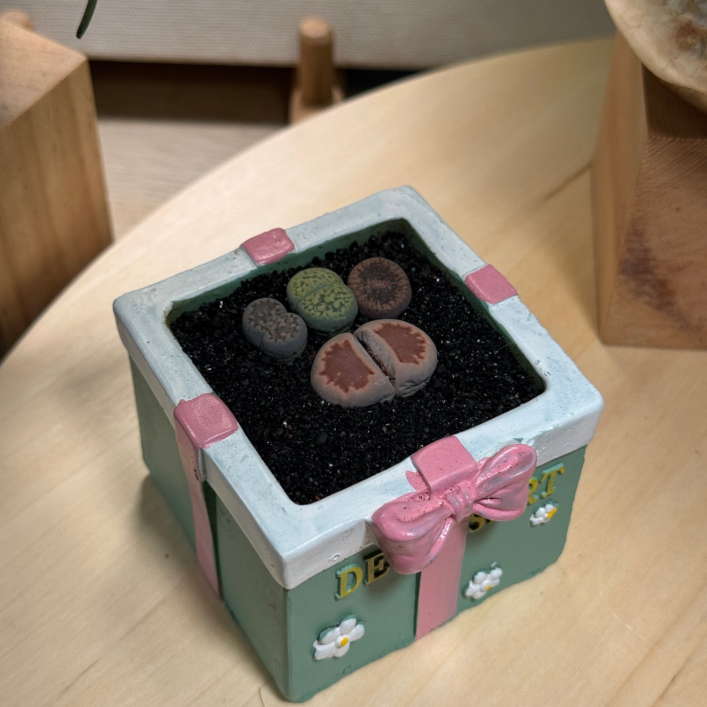 Lithops in Gift-Themed Decorative Pot