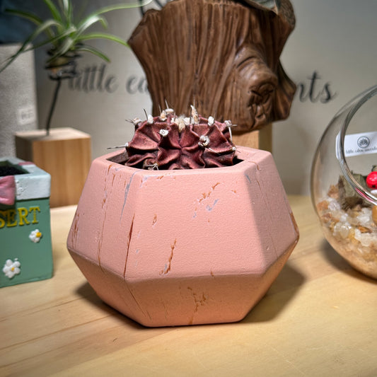 Pinky Cactus in Pinky Pot