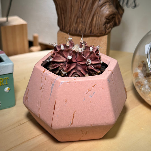 Pinky Cactus in Pinky Pot