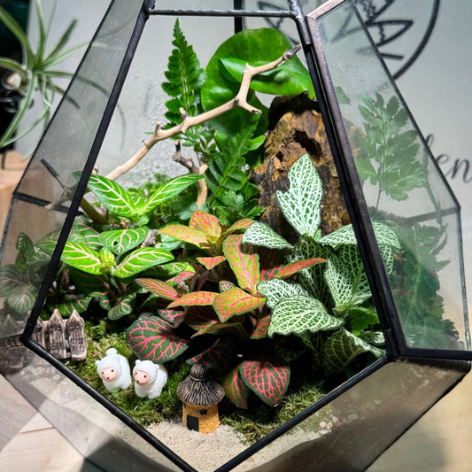 Fittonia & Fern with Moss Arrangement in Diamond Glass Terrarium