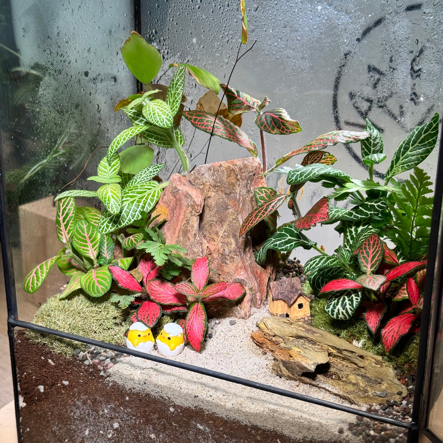 Fittonia & Fern with Moss Arrangement in Black Frame Rectangular Terrarium