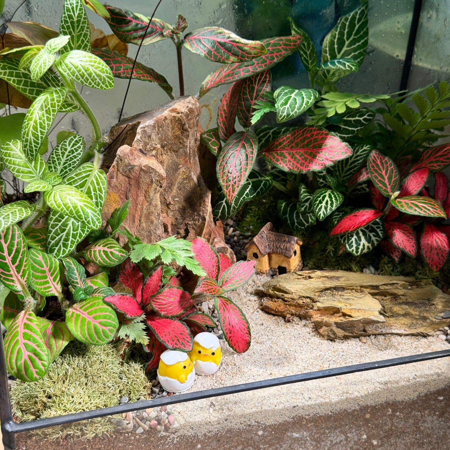 Fittonia & Fern with Moss Arrangement in Black Frame Rectangular Terrarium