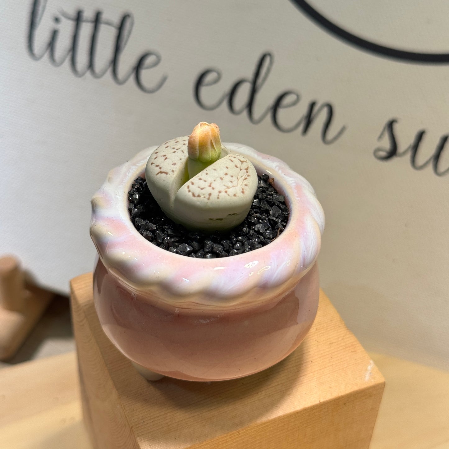 Lithops in Pink Pot