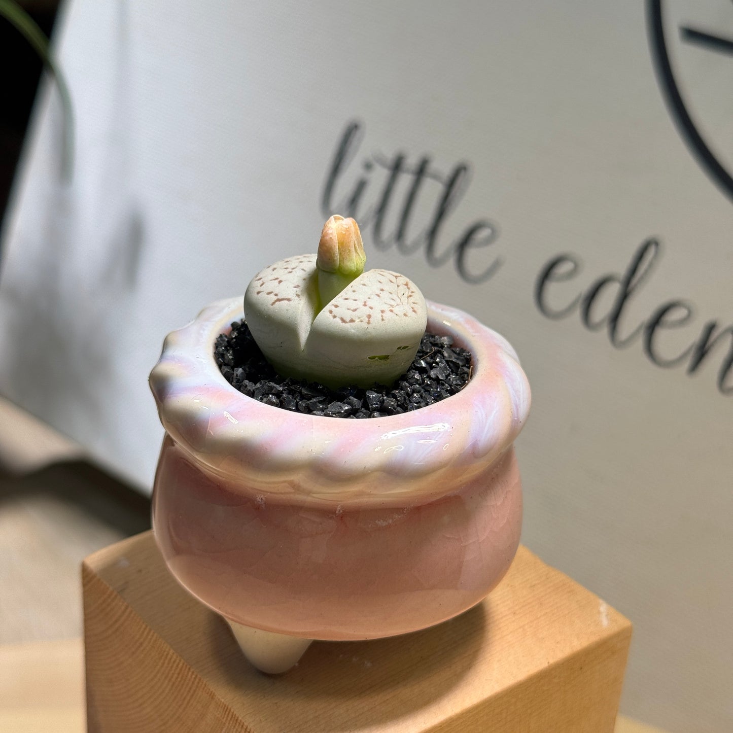 Lithops in Pink Pot