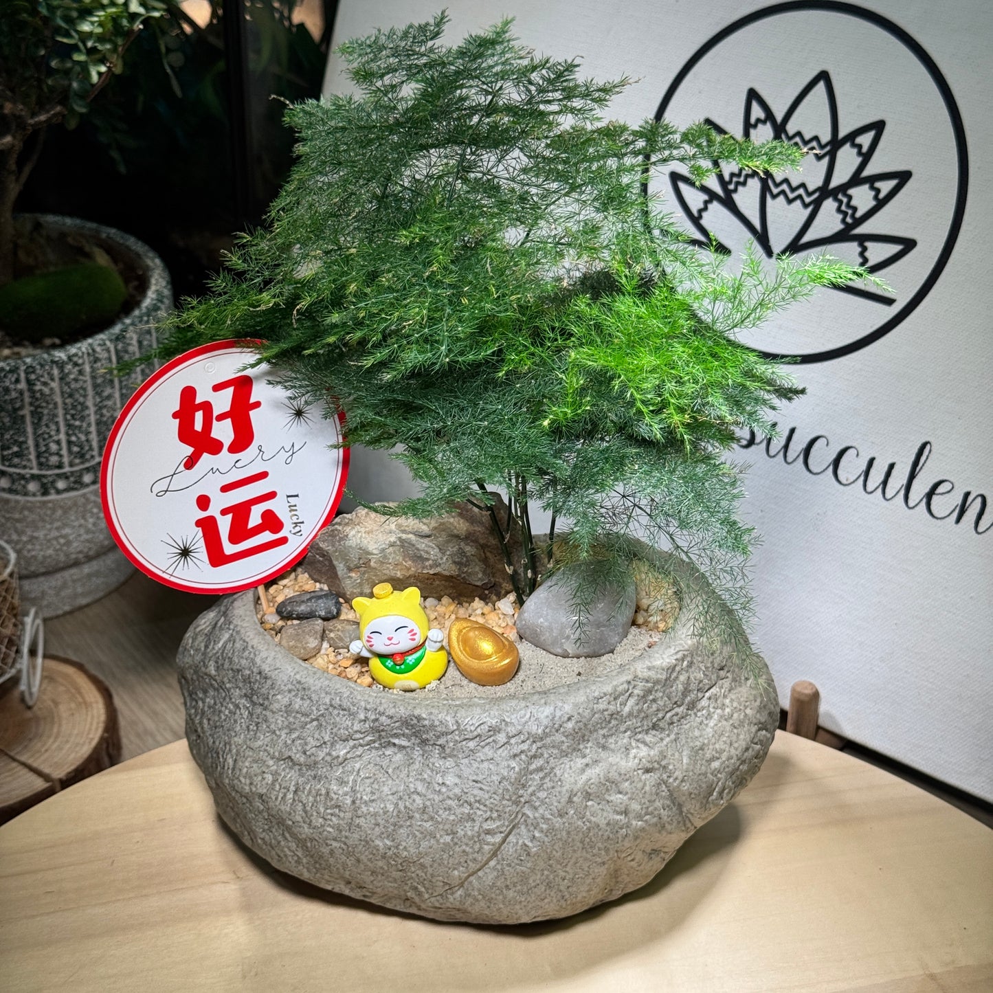 Chinese New Year Exclusive: Prosperity Asparagus Fern in Faux Pot with Prosperity Cat