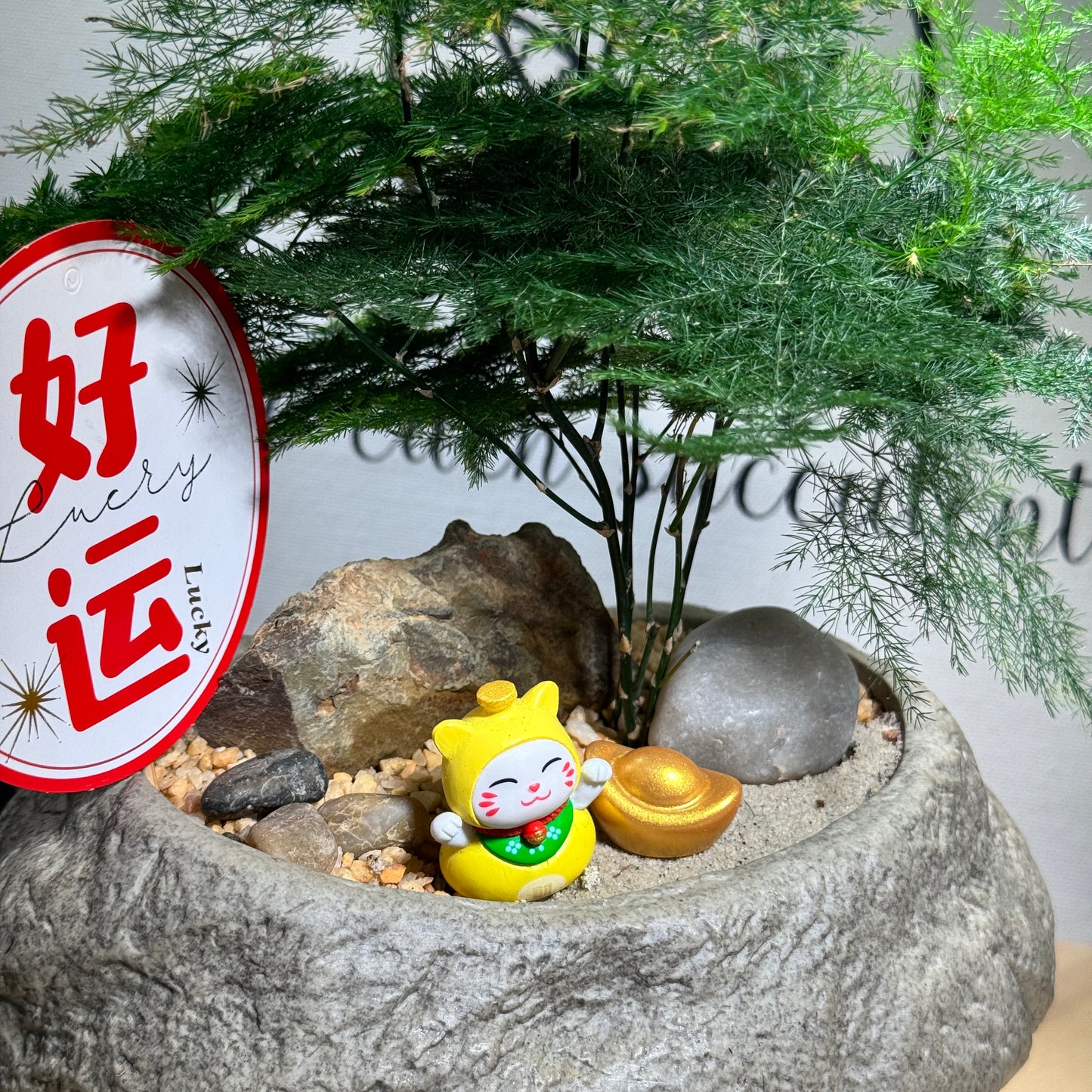 Chinese New Year Exclusive: Prosperity Asparagus Fern in Faux Pot with Prosperity Cat