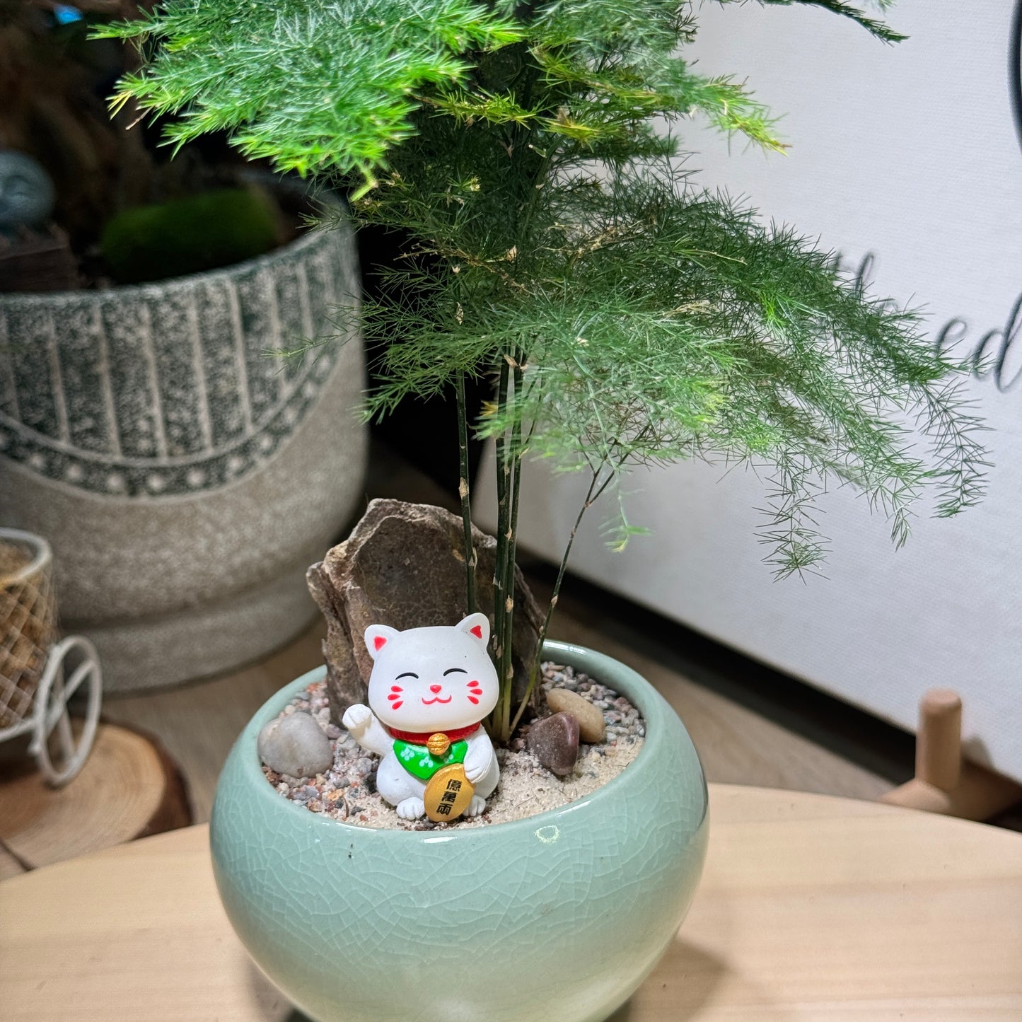 Prosperity Asparagus Fern in Jade Green Pot