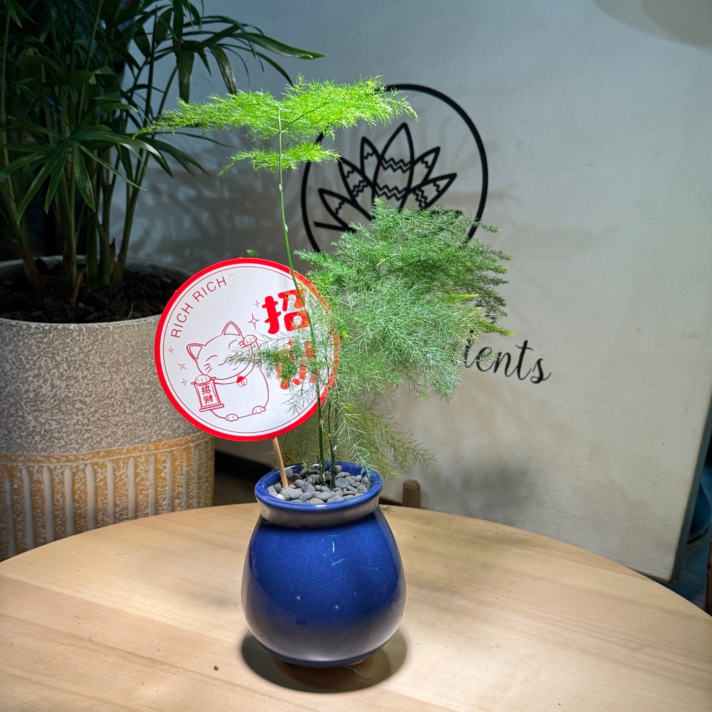 Prosperity Asparagus Fern in Blue Pot