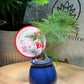 Prosperity Asparagus Fern in Blue Pot