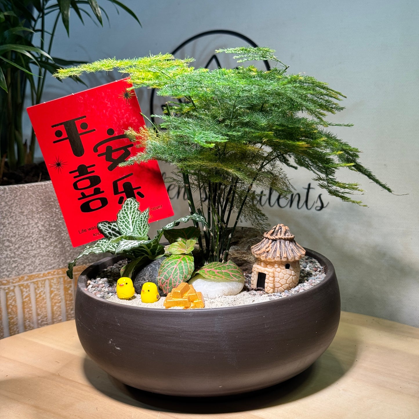 Prosperity Asparagus Fern and Fittonia Arrangement in Clay Pot