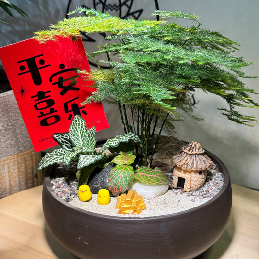 Prosperity Asparagus Fern and Fittonia Arrangement in Clay Pot