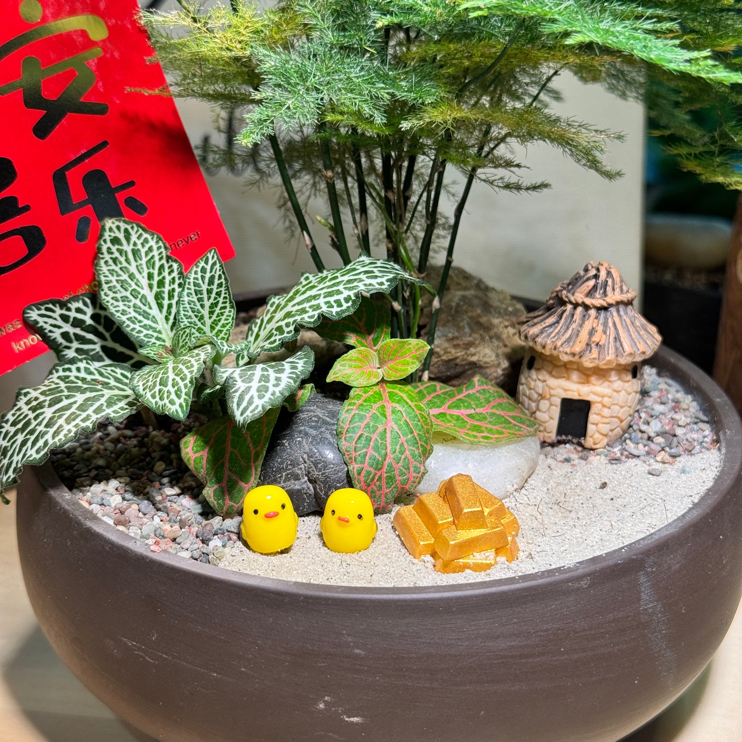 Prosperity Asparagus Fern and Fittonia Arrangement in Clay Pot