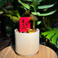 Chinese New Year Exclusive: Lotus Bamboo with Gold Bullion Figurine