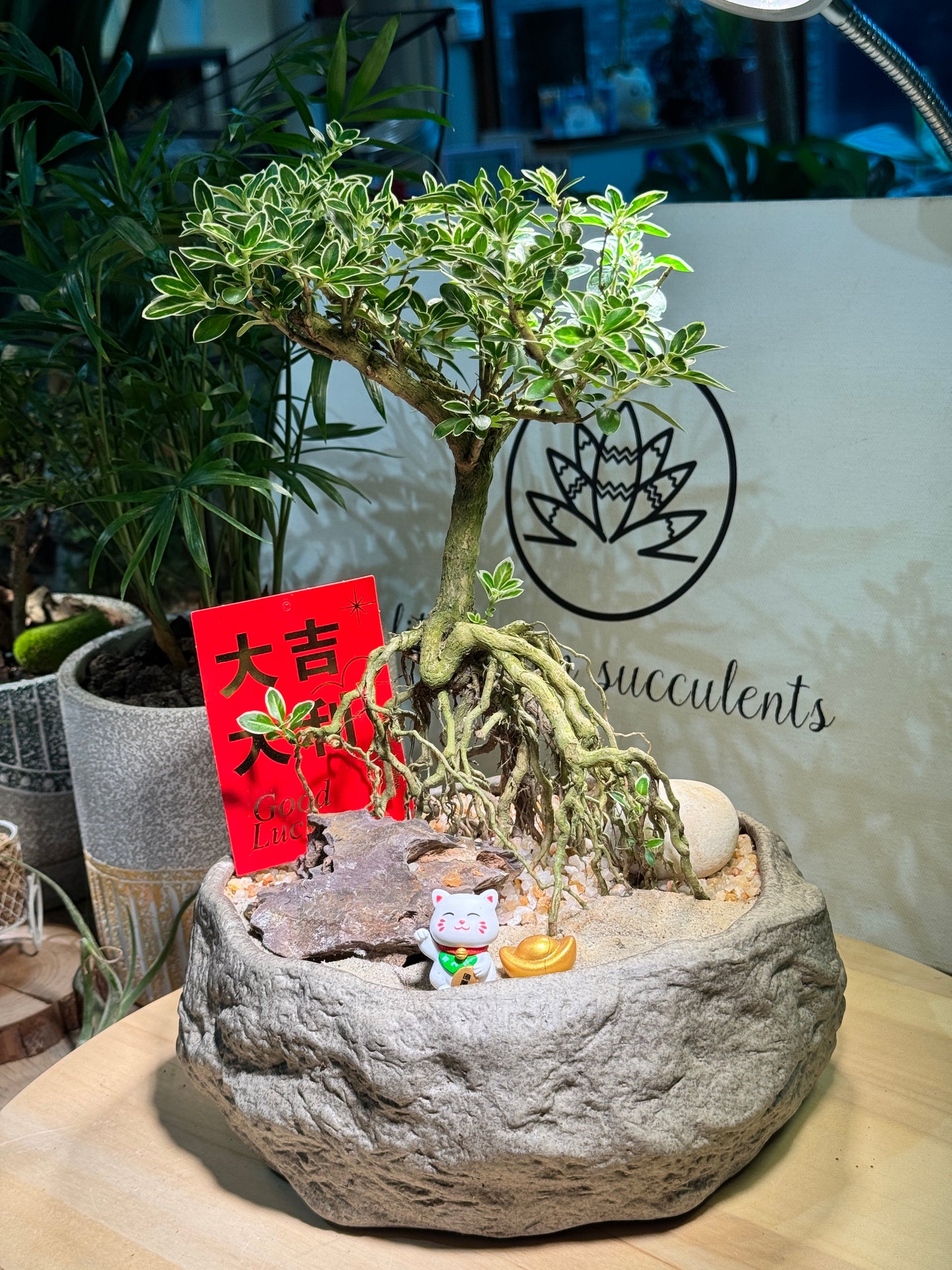 Chinese New Year Exclusive: Prosperity Snowrose (Serissa Japonica) with Prosperity Cat