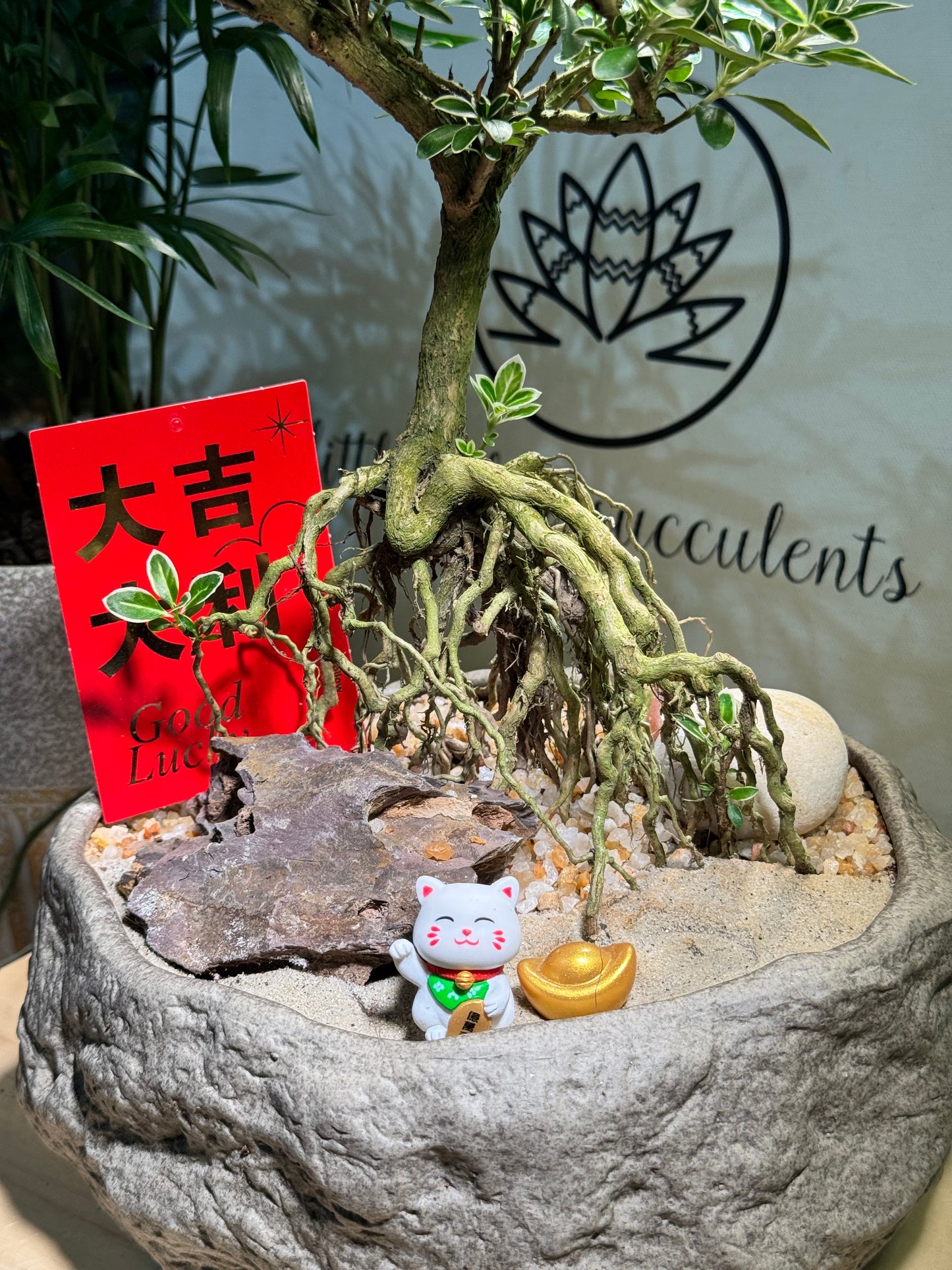 Chinese New Year Exclusive: Prosperity Snowrose (Serissa Japonica) with Prosperity Cat