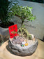 Chinese New Year Exclusive: Prosperity Snowrose (Serissa Japonica) with Prosperity Cat