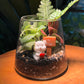 Valentine Day Gift for Couple: Indoor Plants in Fuji Terrarium