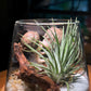 Valentine Gift: Airplant in Fuji Glass Terrarium with Wood Coaster