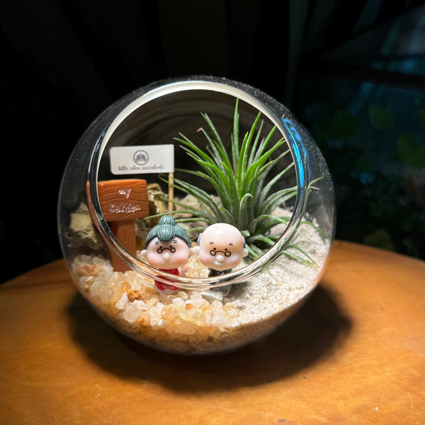 Best Valentine Gift for Your Partner: Airplant in Round Glass Terrarium