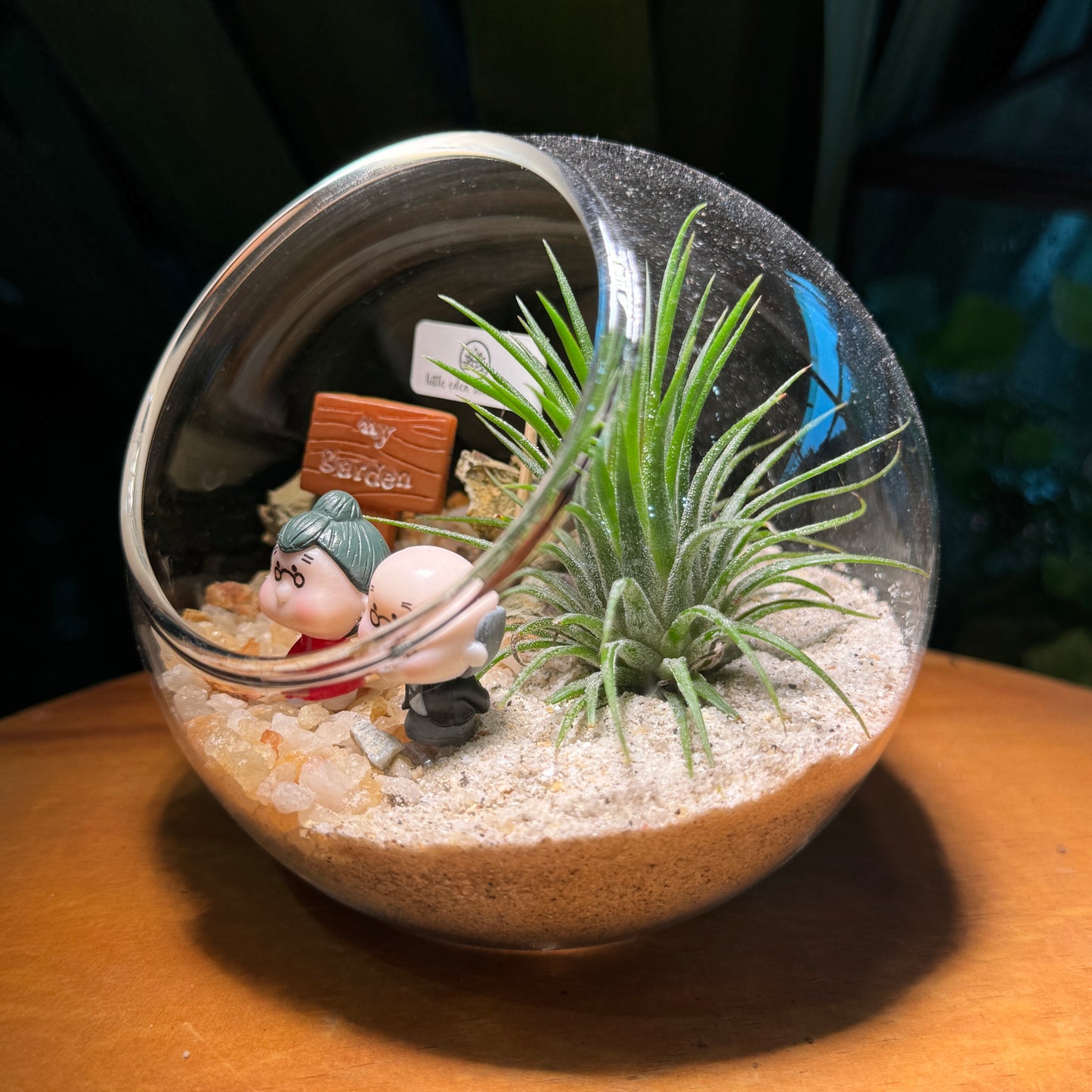 Best Valentine Gift for Your Partner: Airplant in Round Glass Terrarium