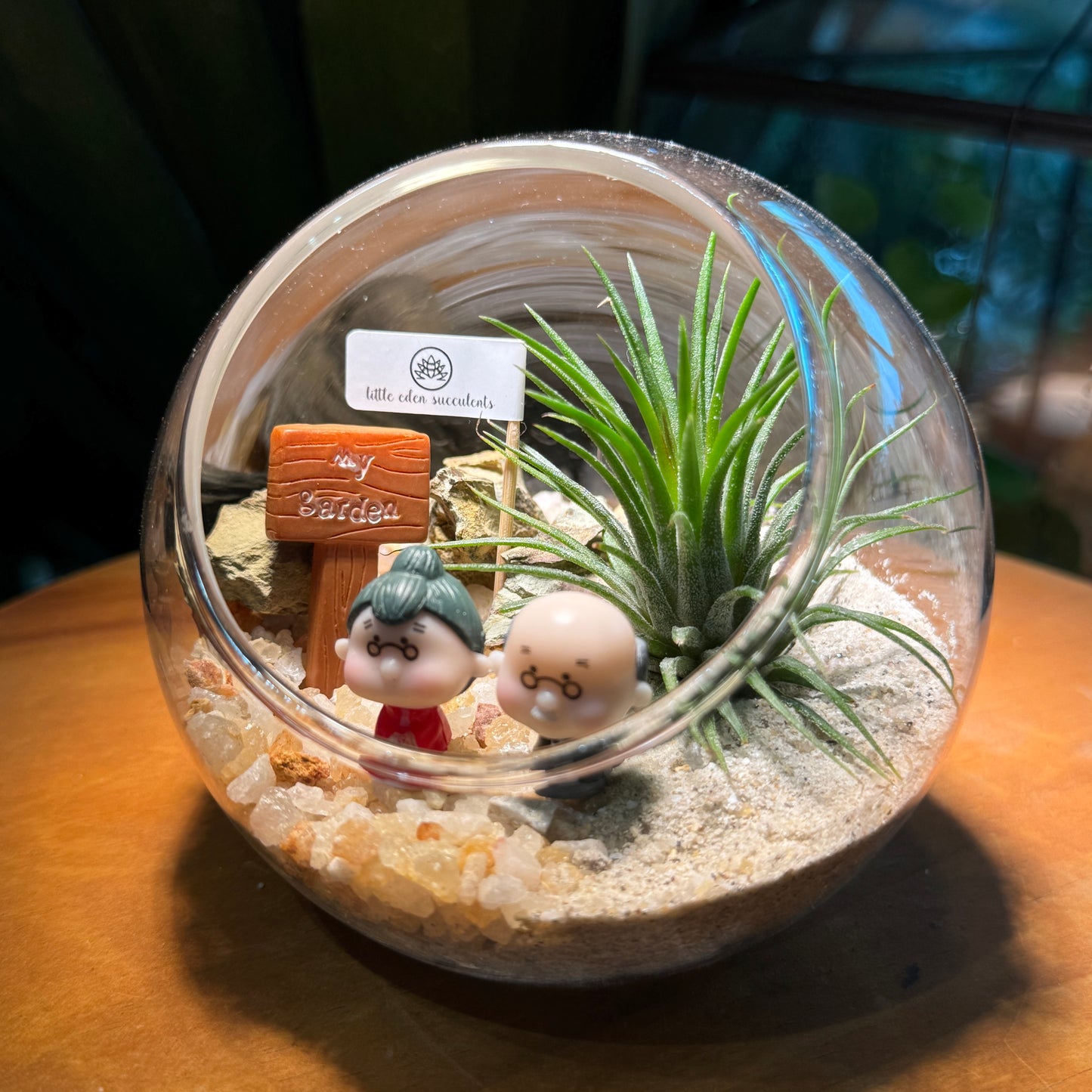 Best Valentine Gift for Your Partner: Airplant in Round Glass Terrarium